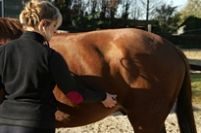 Sandrine Mesnil soin cheval